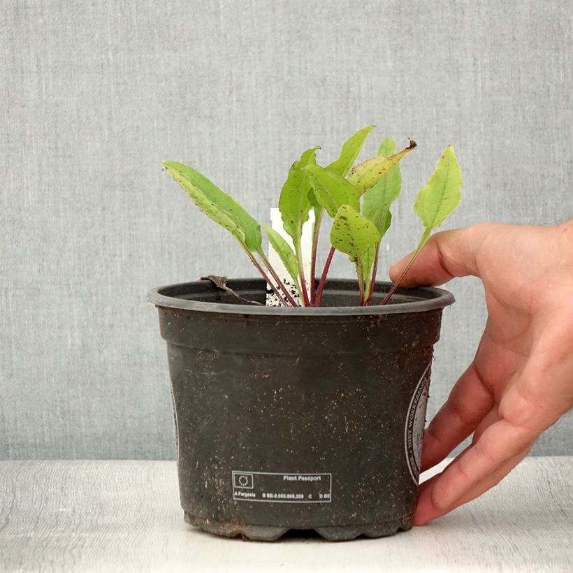 Spécimen de Échinacée Sombrero Baja Burgundy Pot de 2L/3L tel que livré en été