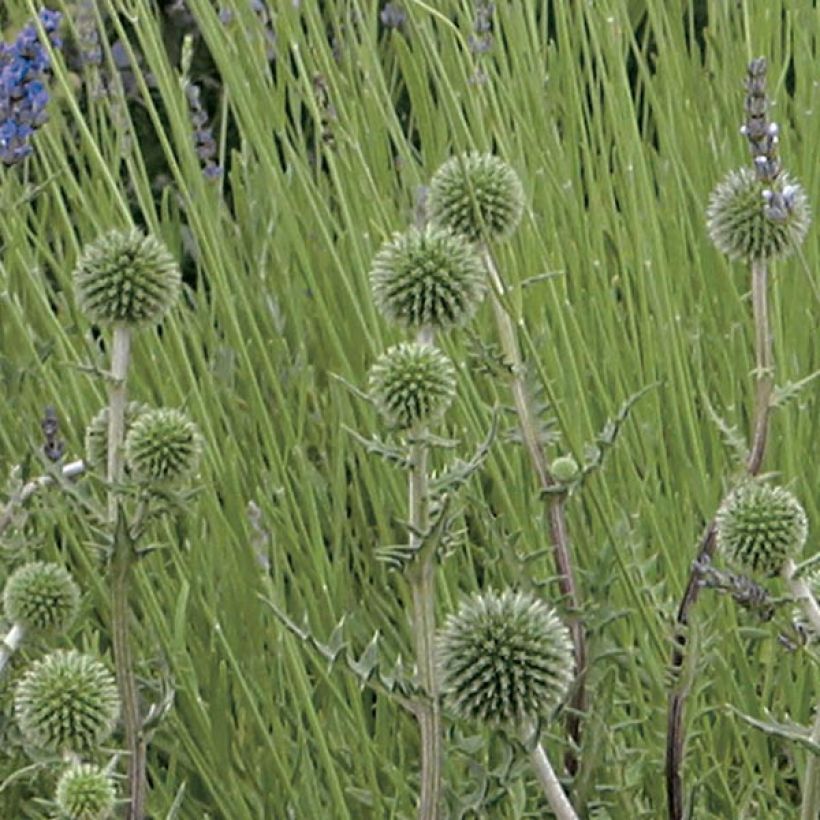 Chardon boule - Echinops sphaerocephalus Arctic Glow (Floraison)