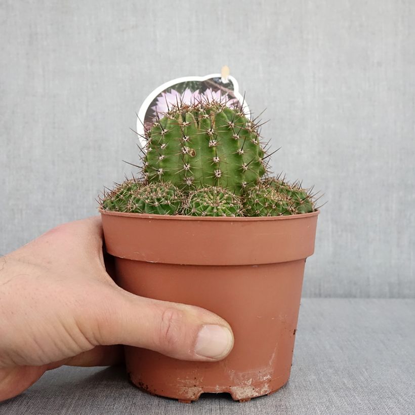 Spécimen de Echinopsis multiplex - Boule de Moïse Pot de 1L/1,5LHauteur livrée env. 10cm tel que livré en hiver