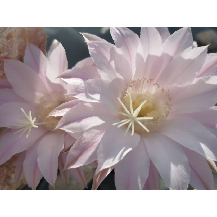 Echinopsis subdenudata (Floraison)