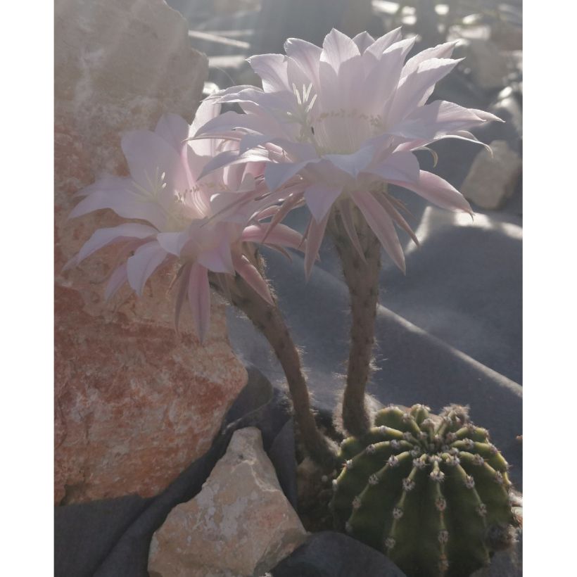 Echinopsis subdenudata (Port)