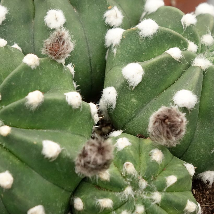 Echinopsis subdenudata (Feuillage)