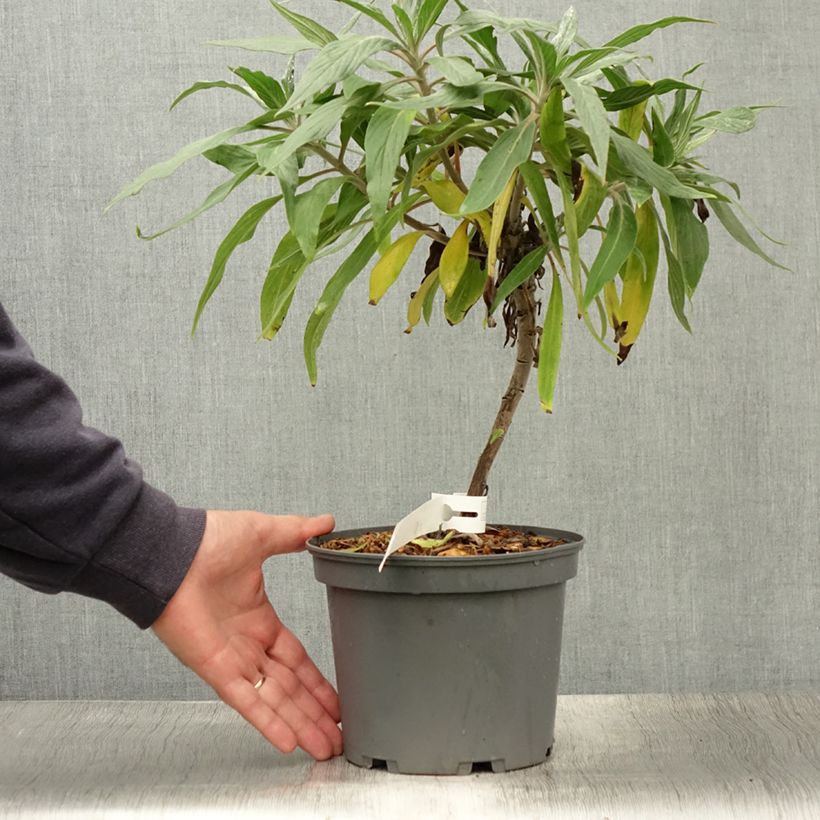 Spécimen de Echium fastuosum (candicans) - Vipérine de Madère Pot de 3L/4L tel que livré en été