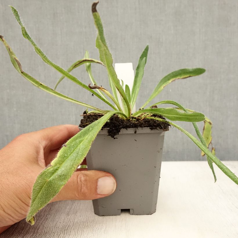 Spécimen de Echium vulgare Godet de 8/9 cm tel que livré en été