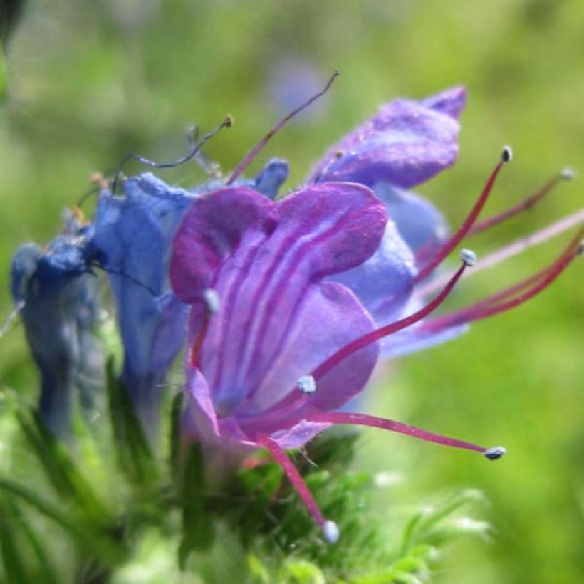 Echium vulgare (Floraison)