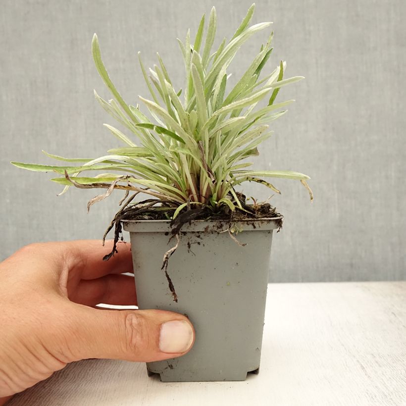 Spécimen de Edelweiss des Alpes, Leontopodium alpinum Godet de 8/9 cm tel que livré en été