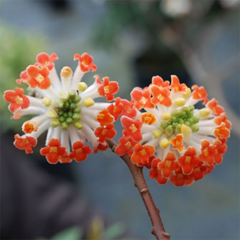 Edgeworthia chrysantha Red Dragon Akebono - Arbre à papier  (Floraison)