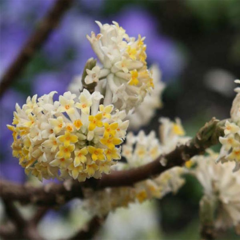 Edgeworthia chrysantha - Buisson à papier (Floraison)