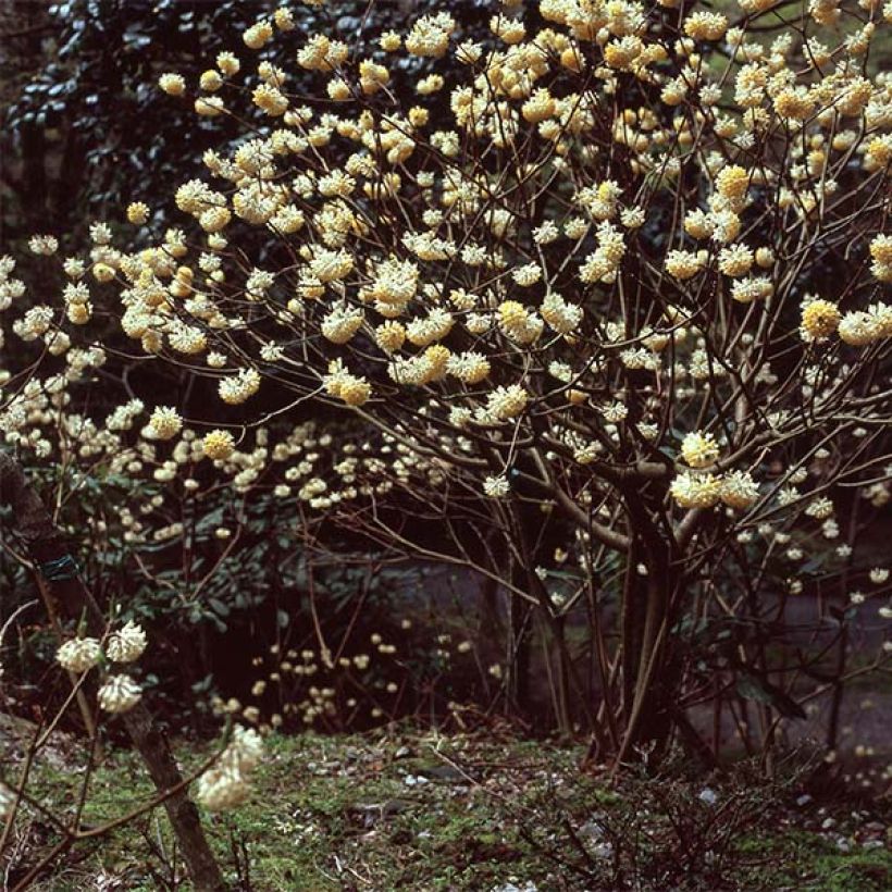 Edgeworthia chrysantha - Buisson à papier (Port)