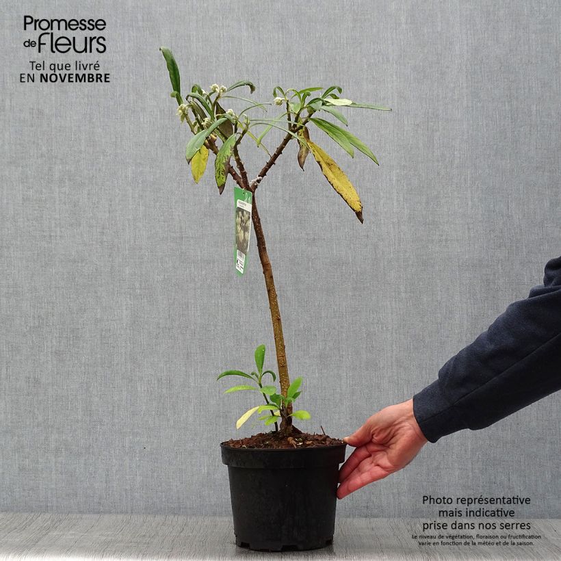 Spécimen de Edgeworthia chrysantha - Buisson à papier Pot de 3L/4L tel que livré en automne