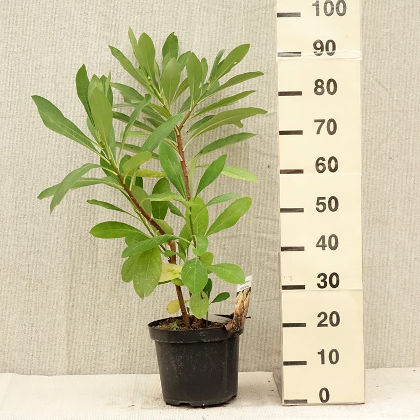 Spécimen de Edgeworthia chrysantha - Buisson à papier Pot de 3L/4L tel que livré en été
