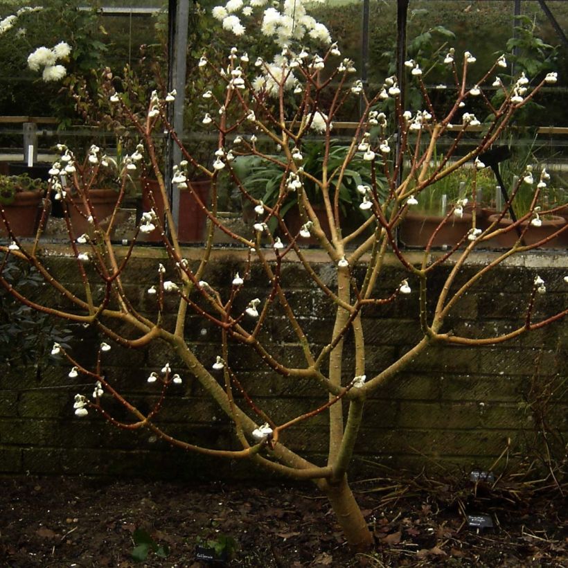 Edgeworthia chrysantha Grandiflora - Buisson à papier (Port)