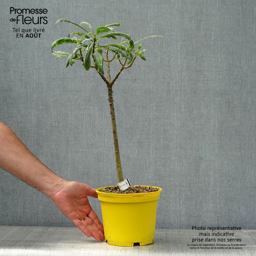 Spécimen de Edgeworthia chrysantha Nanjing Gold - Buisson à papier Pot de 2L/3L tel que livré en été
