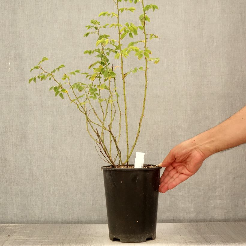 Spécimen de Eglantier odorant - Rosa rubiginosa - Pot de 2L/3L tel que livré en été