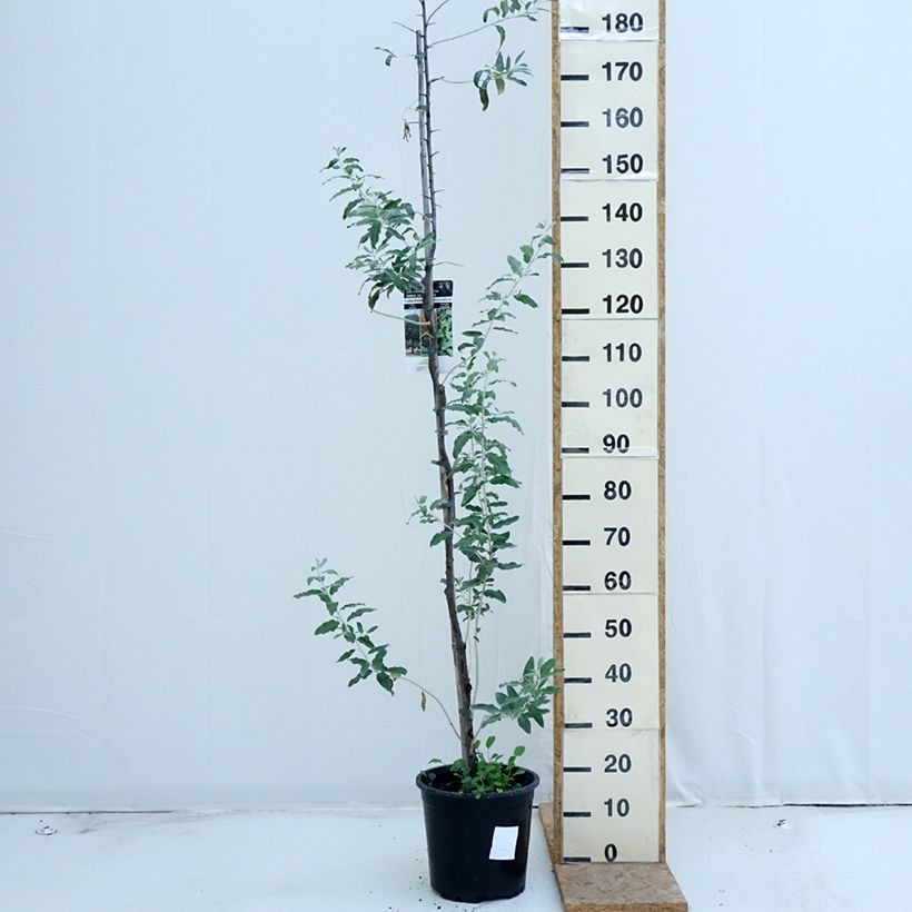 Spécimen de Elaeagnus angustifolia - Olivier de Boheme Pot de 7,5L/10L tel que livré en été