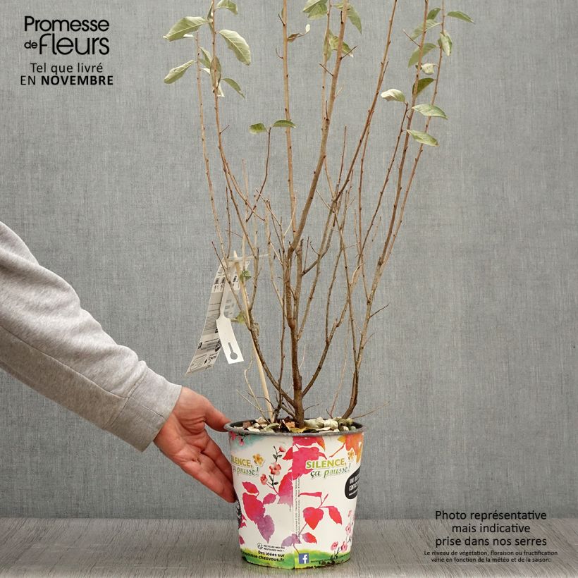 Spécimen de Elaeagnus commutata Zempin - Chalef argenté Pot de 4L/5L tel que livré en automne