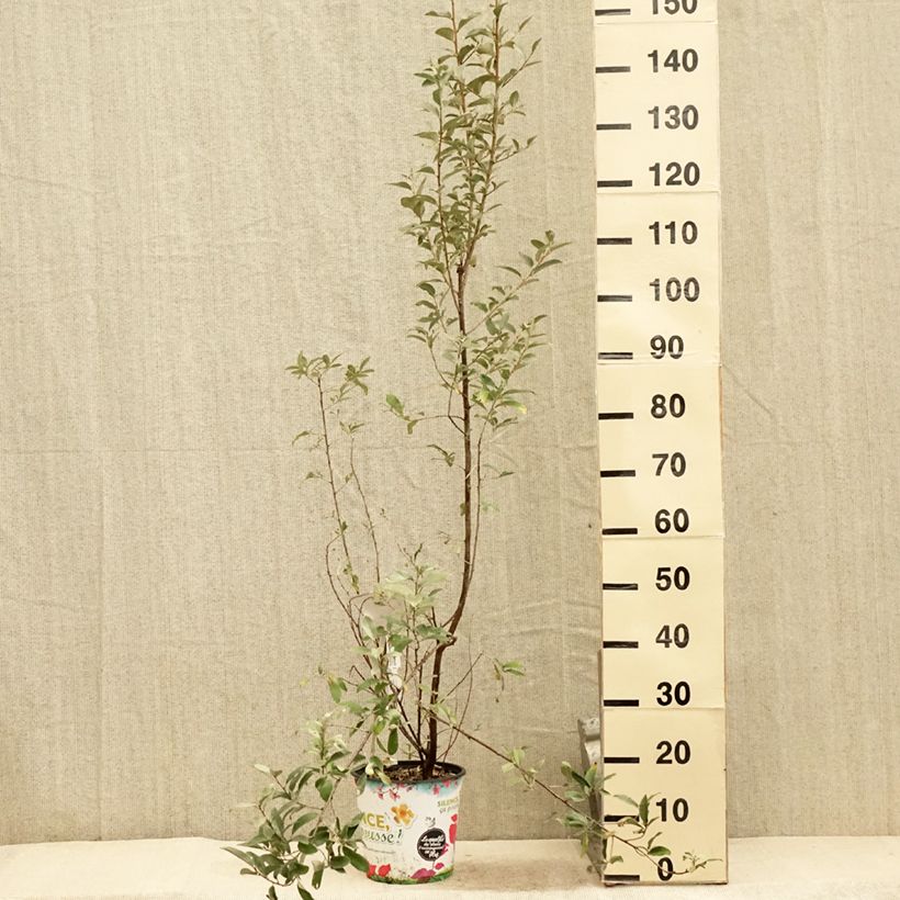 Spécimen de Elaeagnus commutata Zempin - Chalef argenté Pot de 4L/5L tel que livré en été