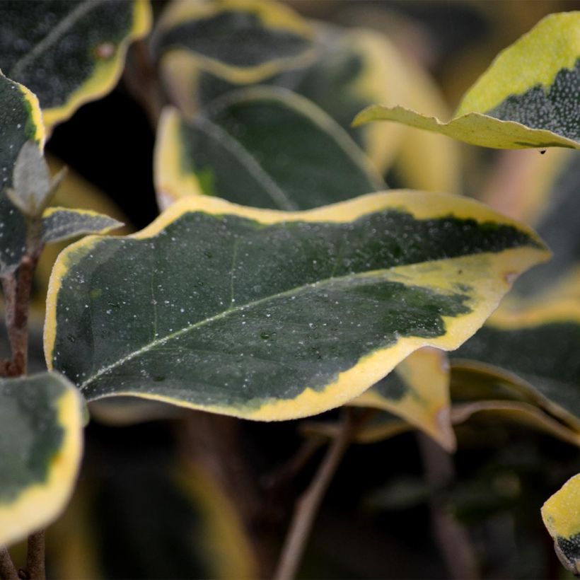 Elaeagnus ebbingei Gilt Edge - Chalef (Feuillage)