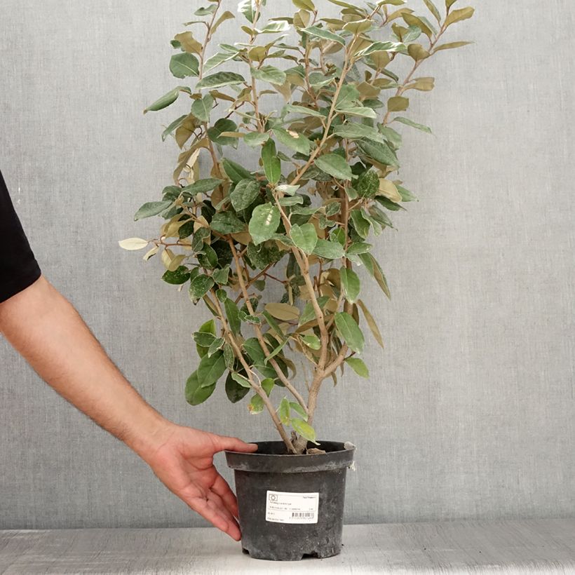 Spécimen de Elaeagnus ebbingei - Chalef de Ebbing Pot de 2L/3L tel que livré en été