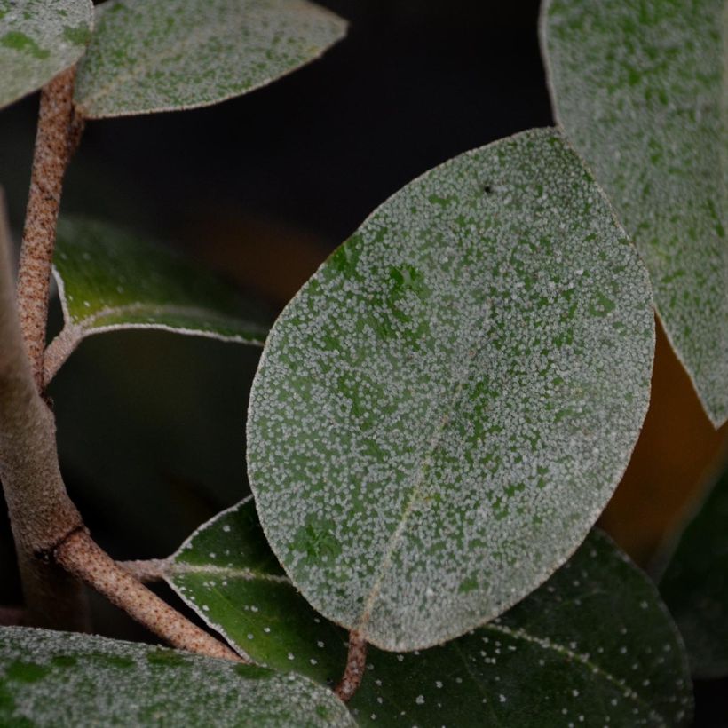 Elaeagnus ebbingei - Chalef de Ebbing (Feuillage)