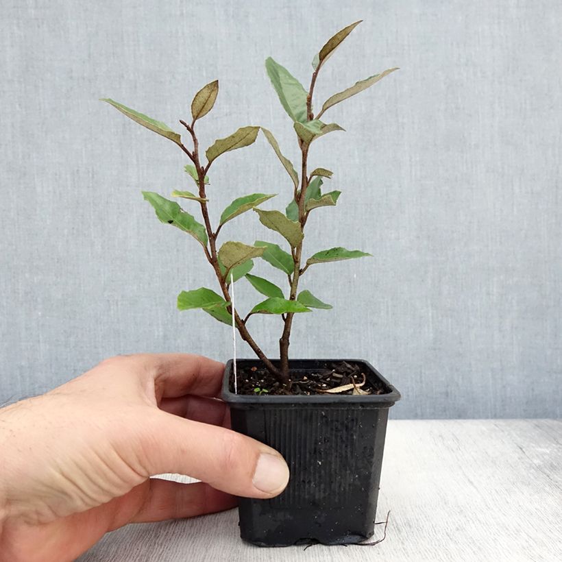 Spécimen de Elaeagnus ebbingei - Chalef de Ebbing Godet de 8/9 cm tel que livré en automne