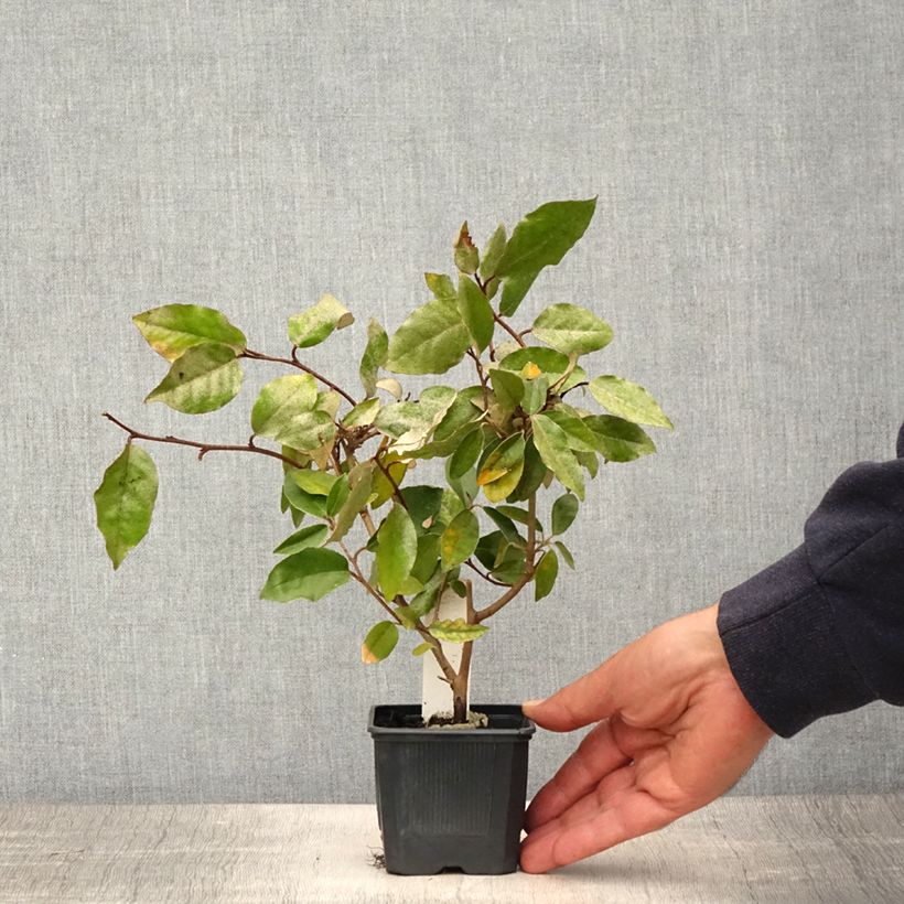Spécimen de Elaeagnus ebbingei - Chalef de Ebbing Godet de 8/9 cmHauteur livrée env. 10/15cm tel que livré au printemps