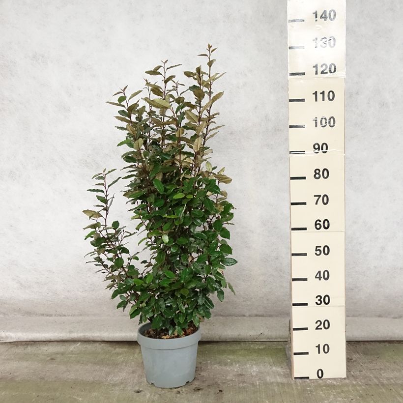 Spécimen de Elaeagnus ebbingei Compacta - Chalef Pot de 7,5L/10L tel que livré en été