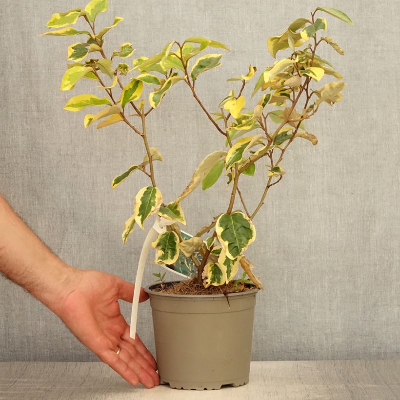 Spécimen de Elaeagnus ebbingei Gilt Edge - Chalef Pot de 2L/3L tel que livré en été