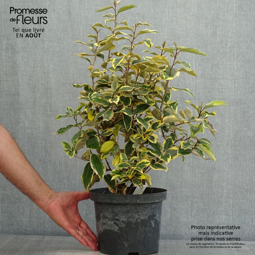 Spécimen de Elaeagnus ebbingei Gilt Edge - Chalef Pot de 3L/4L tel que livré en été