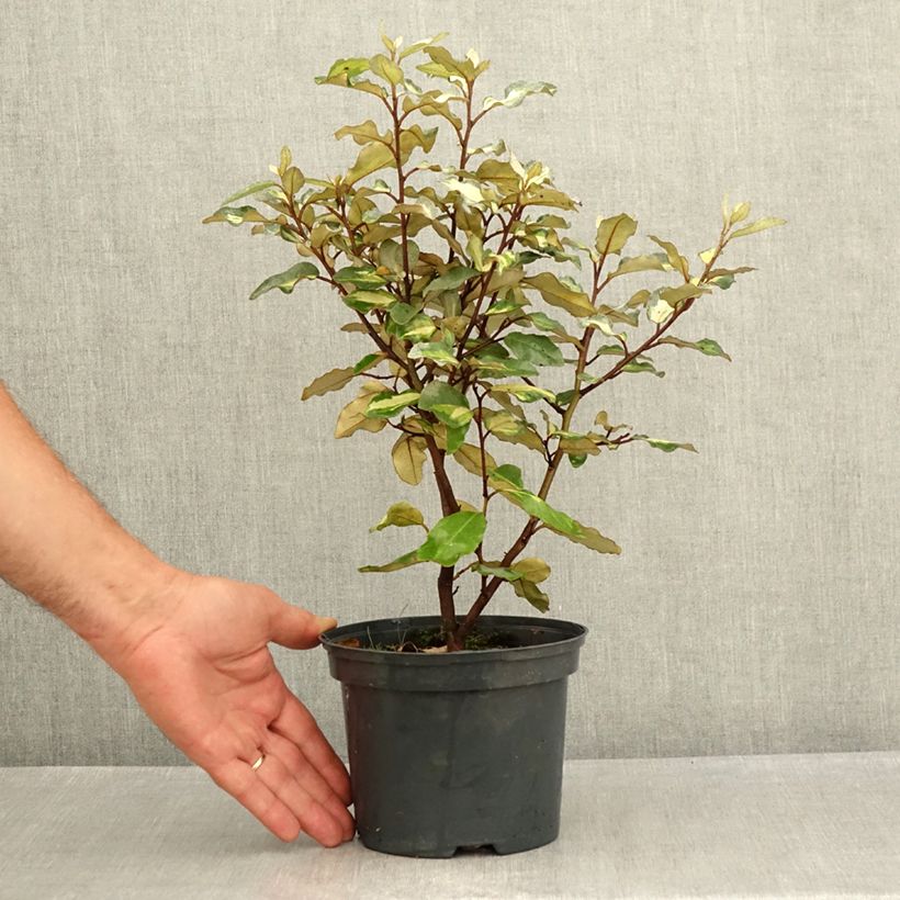 Spécimen de Elaeagnus ebbingei Limelight - Chalef de Ebbing Pot de 2L/3L tel que livré en été