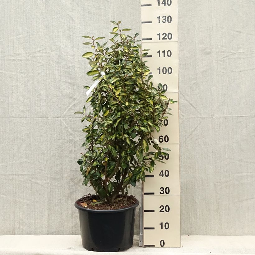 Spécimen de Elaeagnus ebbingei Limelight - Chalef de Ebbing Pot de 7,5L/10LHauteur livrée env. 80+cm tel que livré au printemps