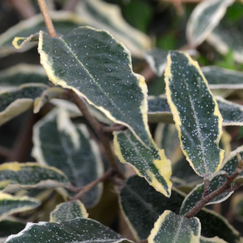 Elaeagnus pungens Hosuba Fukurin - Chalef panaché (Feuillage)