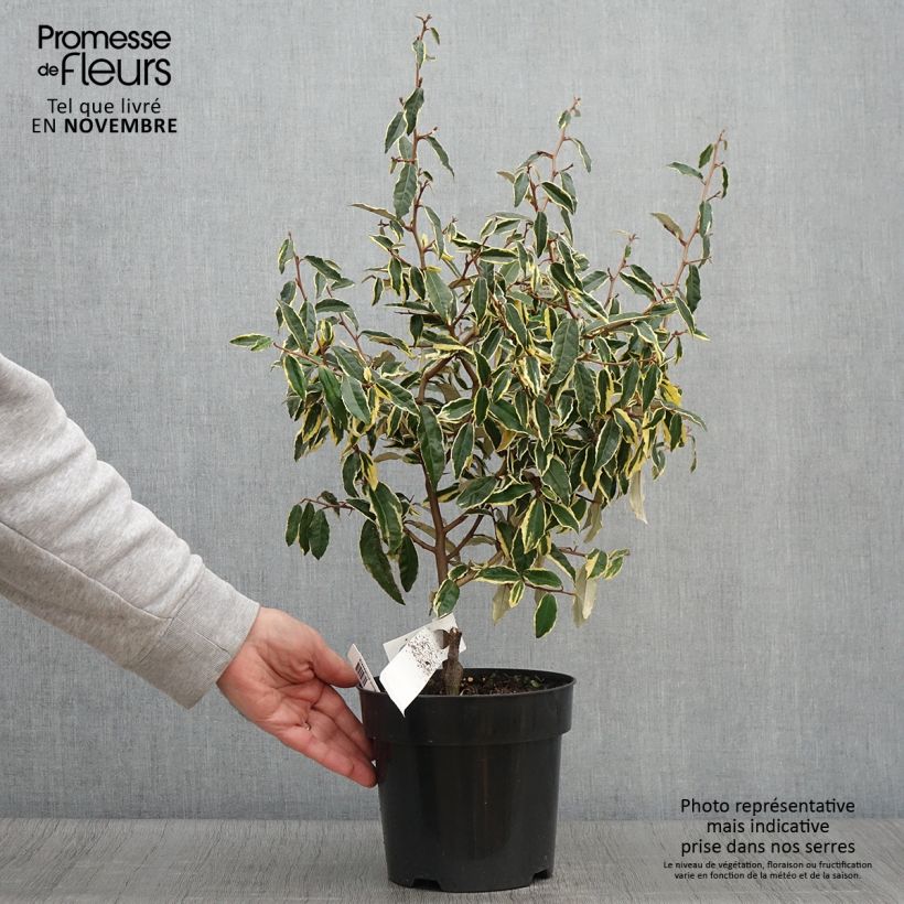 Spécimen de Elaeagnus pungens Hosuba Fukurin - Chalef panaché Pot de 3L/4L tel que livré en automne