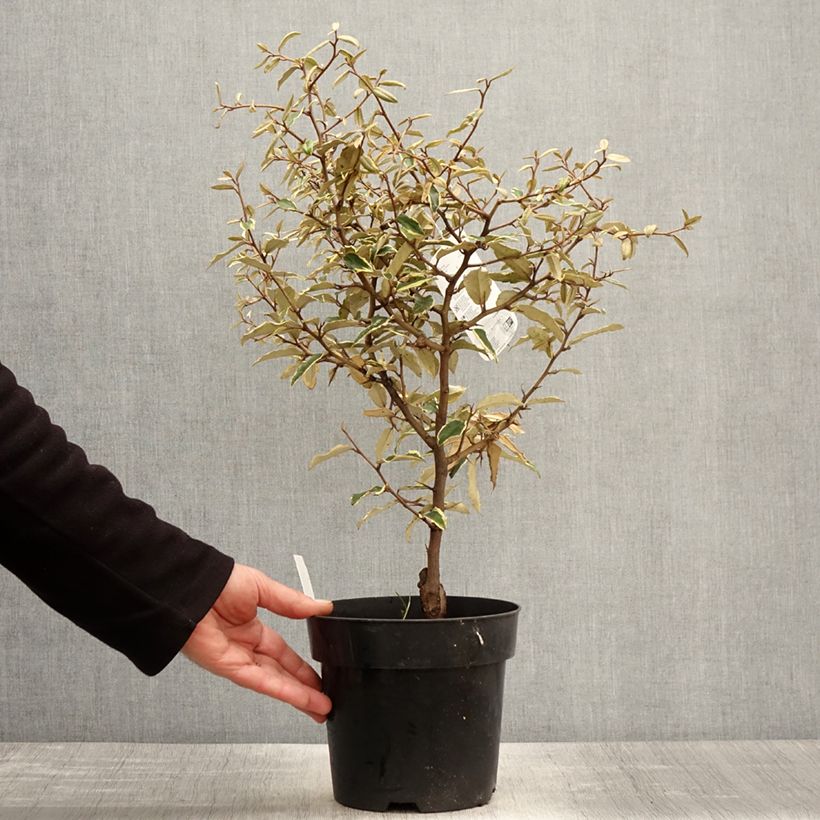 Spécimen de Elaeagnus pungens Hosuba Fukurin - Chalef panaché Pot de 3L/4L tel que livré au printemps