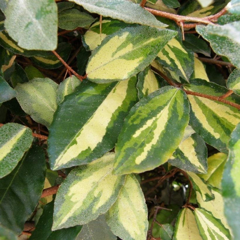 Elaeagnus pungens Maculata - Chalef panaché (Feuillage)