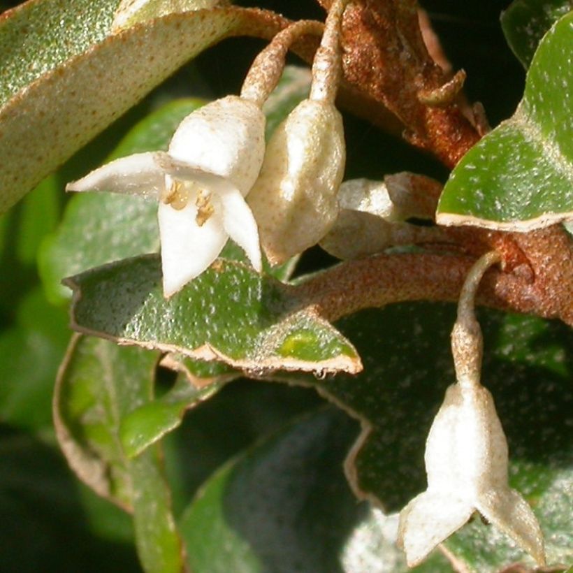 Elaeagnus pungens Maculata - Chalef panaché (Floraison)