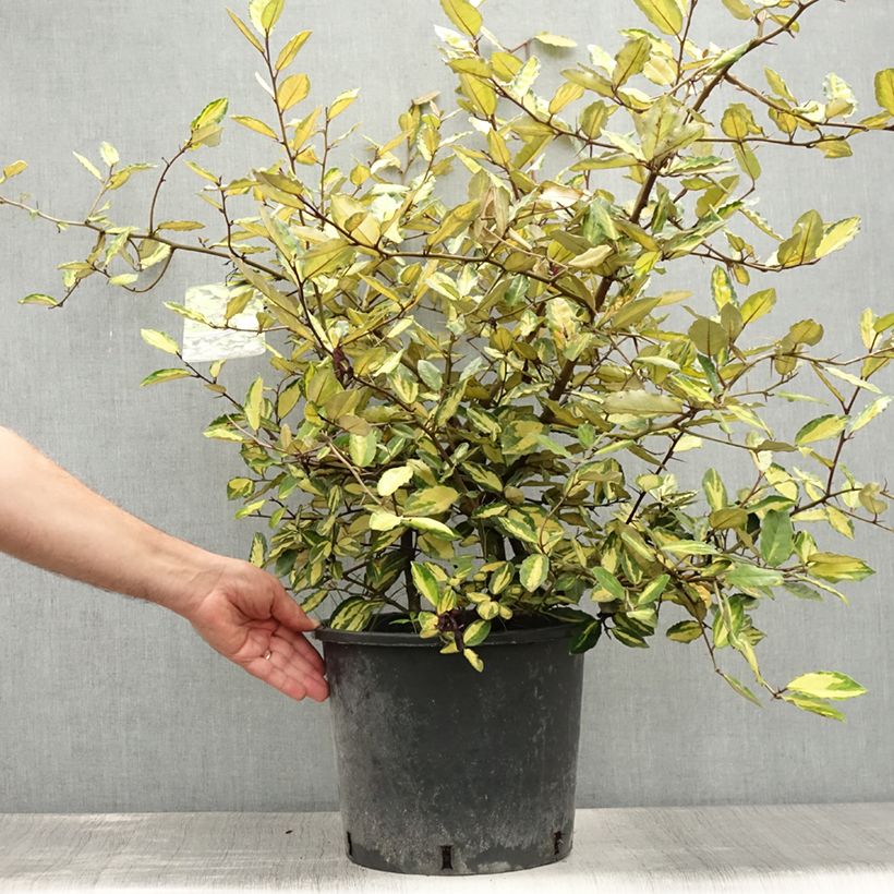 Spécimen de Elaeagnus pungens Maculata - Chalef panaché Pot de 12L/15L tel que livré en été