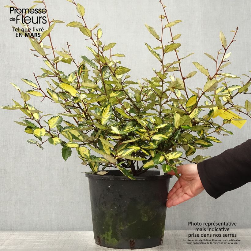 Spécimen de Elaeagnus pungens Maculata - Chalef panaché Pot de 12L/15LHauteur livrée env. 80/100cm tel que livré au printemps