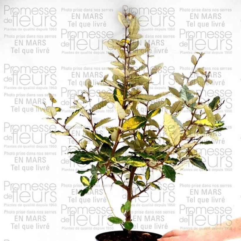 Elaeagnus pungens Maculata - Chalef panaché (Port)