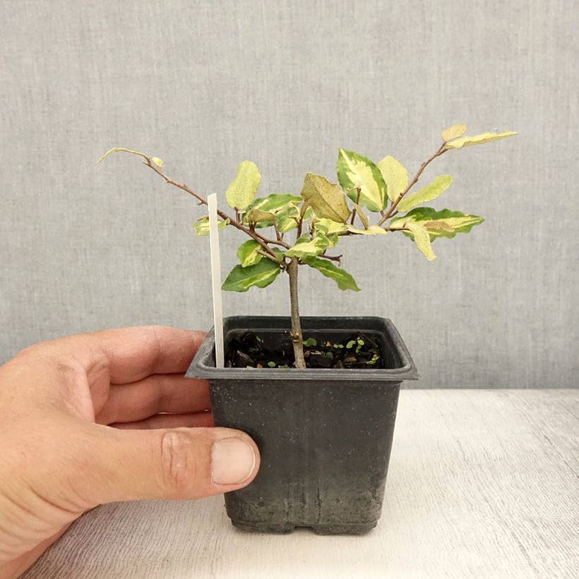 Spécimen de Elaeagnus pungens Maculata - Chalef panaché Godet de 8/9 cm tel que livré en été