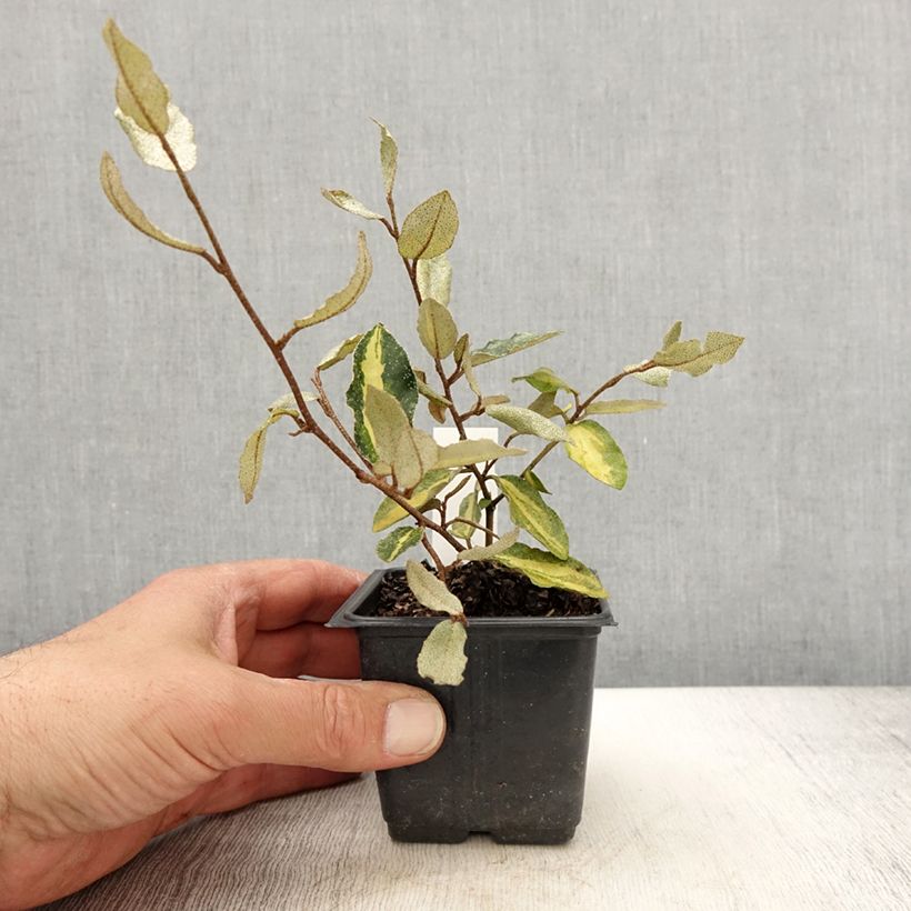 Spécimen de Elaeagnus pungens Maculata - Chalef panaché Godet de 8/9 cmHauteur livrée env. 10/15cm tel que livré au printemps
