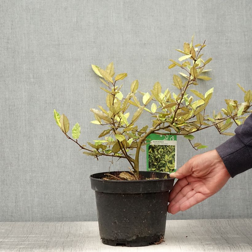Spécimen de Elaeagnus pungens Maculata - Chalef panaché Pot de 2L/3L tel que livré en été