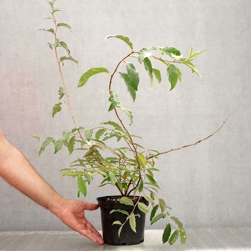 Spécimen de Elaeagnus umbellata Amoroso - Chalef en ombelles Pot de 2L/3L tel que livré en été