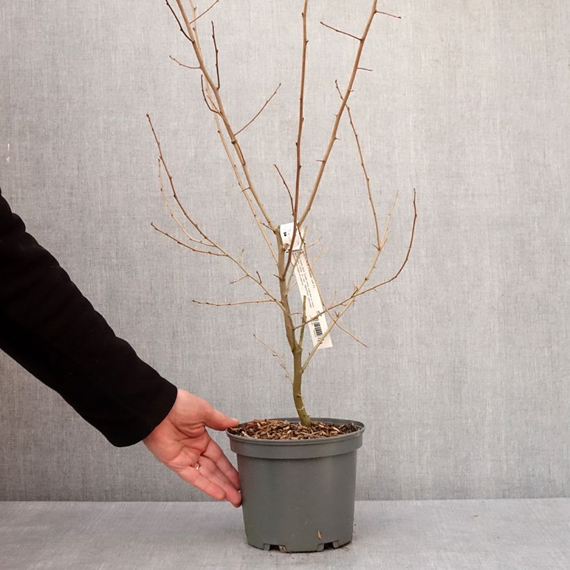 Spécimen de Elaeagnus umbellata - Chalef d'automne Pot de 3L/4L tel que livré en hiver