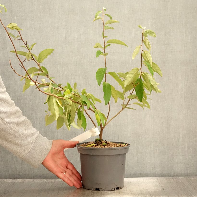Spécimen de Elaeagnus umbellata Fortunella - Goumi du Japon Pot de 2L/3L tel que livré en automne