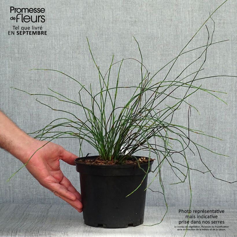 Spécimen de Elegia capensis - Prêle restio Pot de 2L/3L tel que livré en automne
