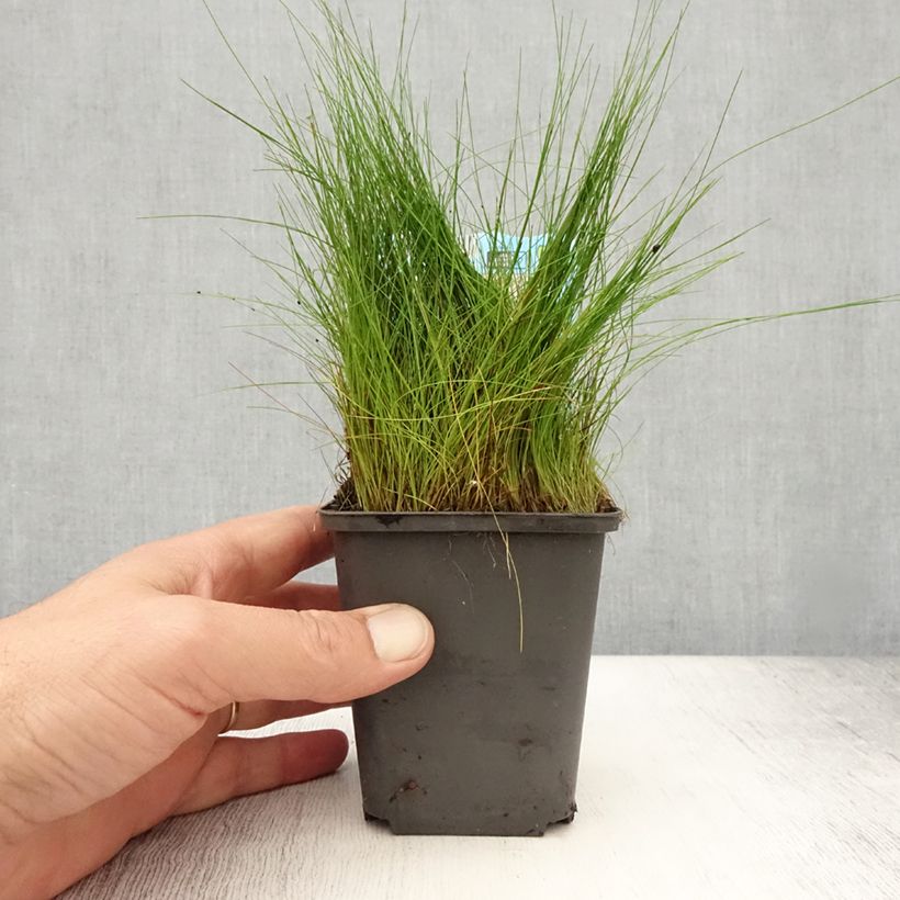 Spécimen de Eleocharis acicularis - Scirpe épingle Godet de 8/9 cm tel que livré en été
