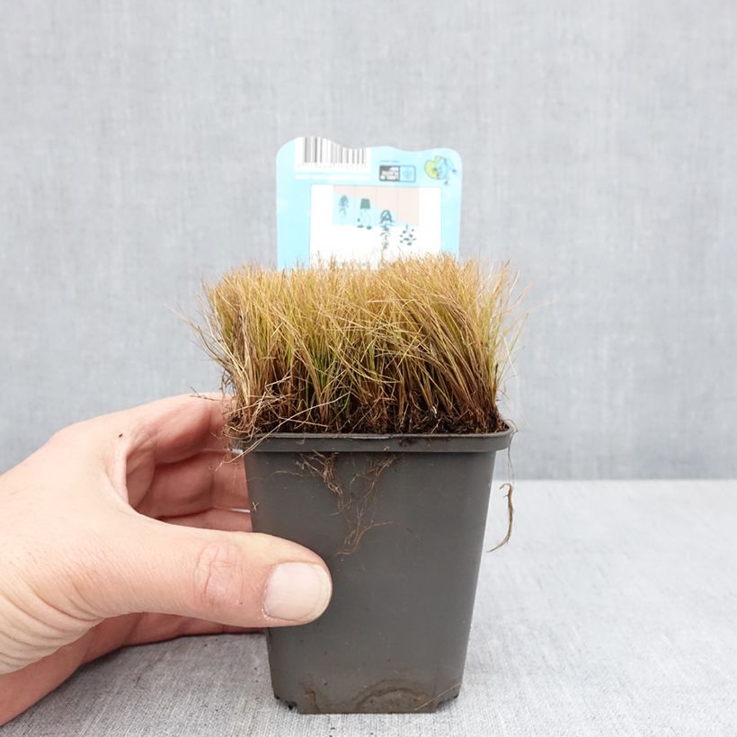 Spécimen de Eleocharis acicularis - Scirpe épingle - Godet de 8/9 cm tel que livré au printemps