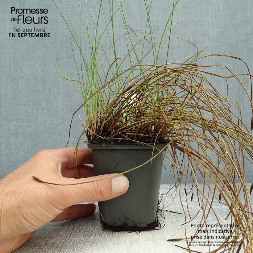 Spécimen de Eleocharis palustris - Scirpe des marais  Godet de 8/9 cm tel que livré en automne