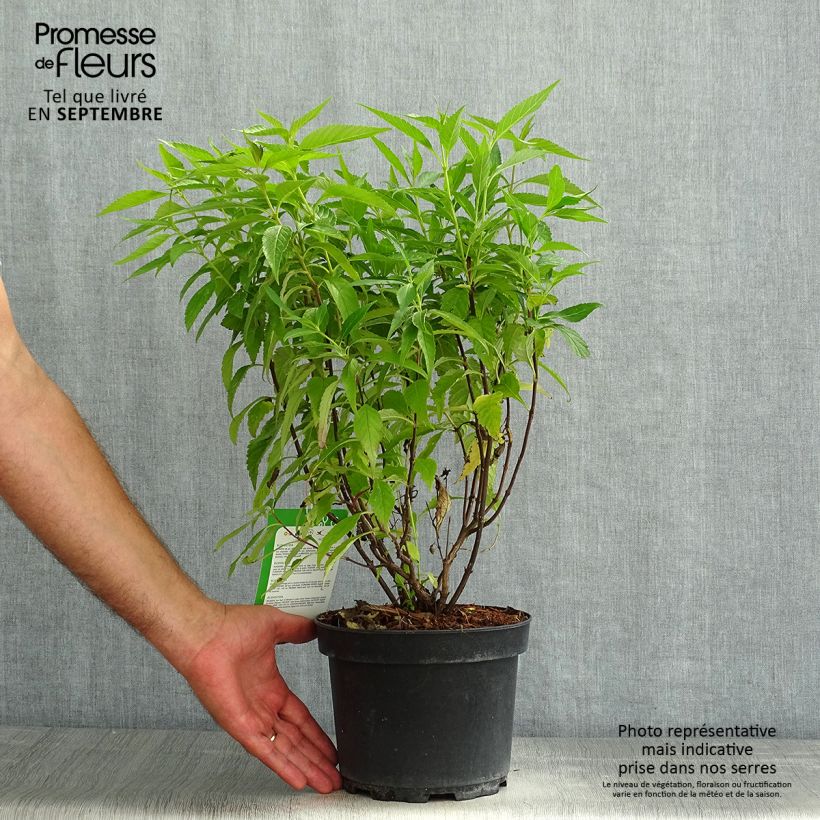 Spécimen de Elsholtzia stauntonii - Menthe en arbre Pot de 2L/3L tel que livré en été
